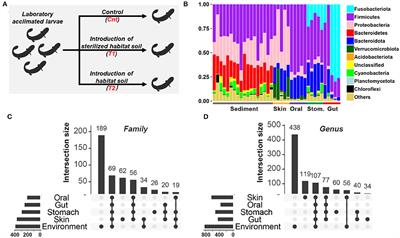 Effects of Habitat River Microbiome on the Symbiotic Microbiota and Multi-Organ Gene Expression of Captive-Bred Chinese Giant Salamander